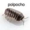 polpocho