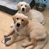 2goodgoldengirls