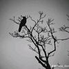 bacot1731