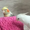cockatielssss
