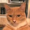 boosticecat