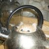 catkin.purr