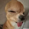 vocunglundeyy3