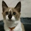 liliksnrt