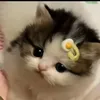 _mynef_