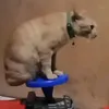 qamalek_27