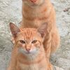 catman0565