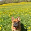 frenchbulldoggmia