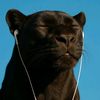 🖤black Panther🖤
