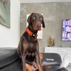 jackybuzzini1