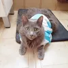udachakoshka
