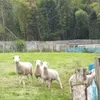 tombo_0101