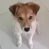 hacheehoong