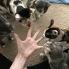 lisa_ancudina97
