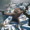 tigertygob