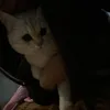 voyeucuaanh2_06