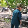 daffinsianakdesa1