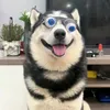 muon_nuoi_cho
