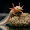 axolotlinabottle