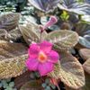 Happy_Garden98