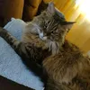 michubebe