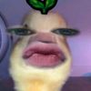 hcn_cumil