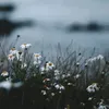 mai1.21
