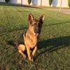 mohammedqarqour7