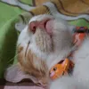 cetirizinesfriend