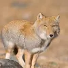 vultureslover420