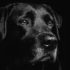 louis_123765