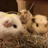 guinea._.pigs.world