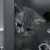 nena_3_005