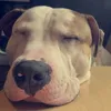 bobbyandenzo