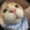_hoahoang09