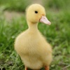 ducky12569