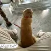genchana_78