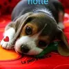 lamicodeglianimali0