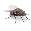 housefly200