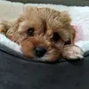 star_the.cavapoo