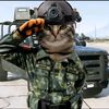 Don Gato