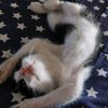 meow_xdk