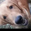 maiagoldenretriever