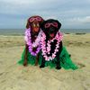 teamsaltypaws