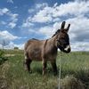 Thewalkingdonkey