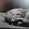 lila_of12