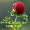 devran20132