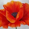 poppy3172