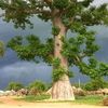 huberine