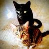 los17gatos